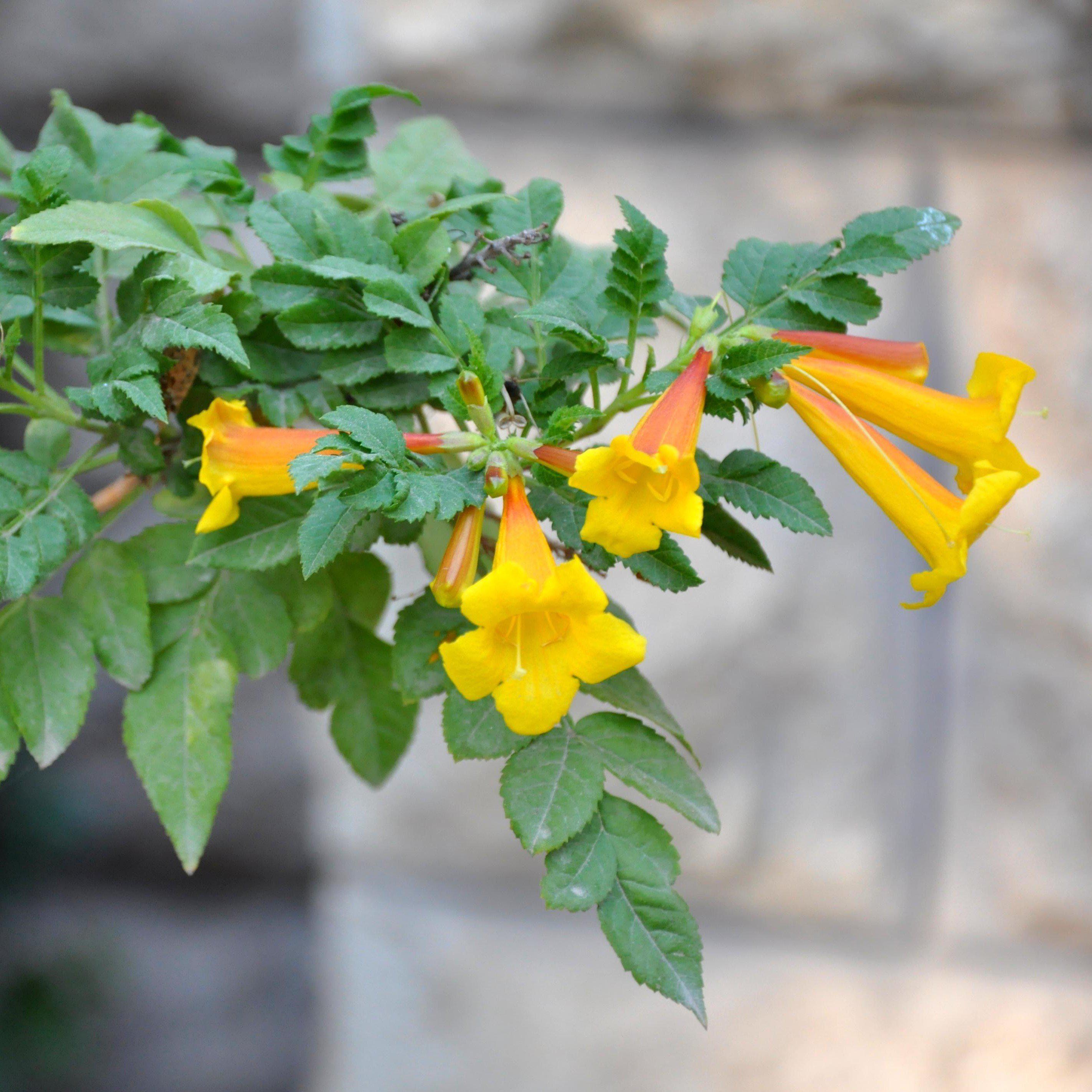 Campsis radicans 'Flava' ~ Yellow Trumpet Creeper – JTSOP Farms