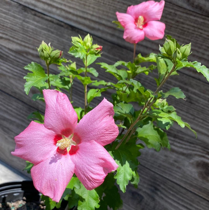Hibiscus syriacus 'Afrodita' ~ Afrodita Rosa de Sharon