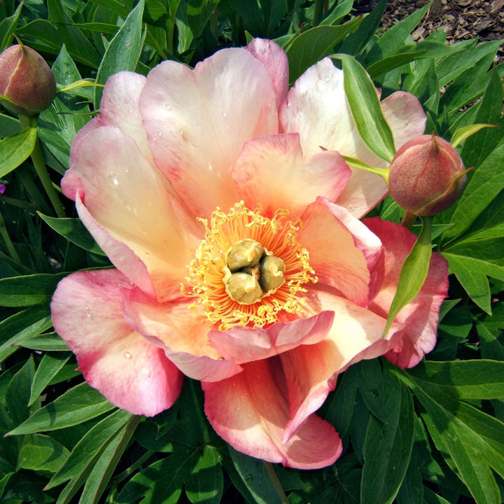 Paeonia 'Julia Rose' ~ Julia Rose Itoh Peony