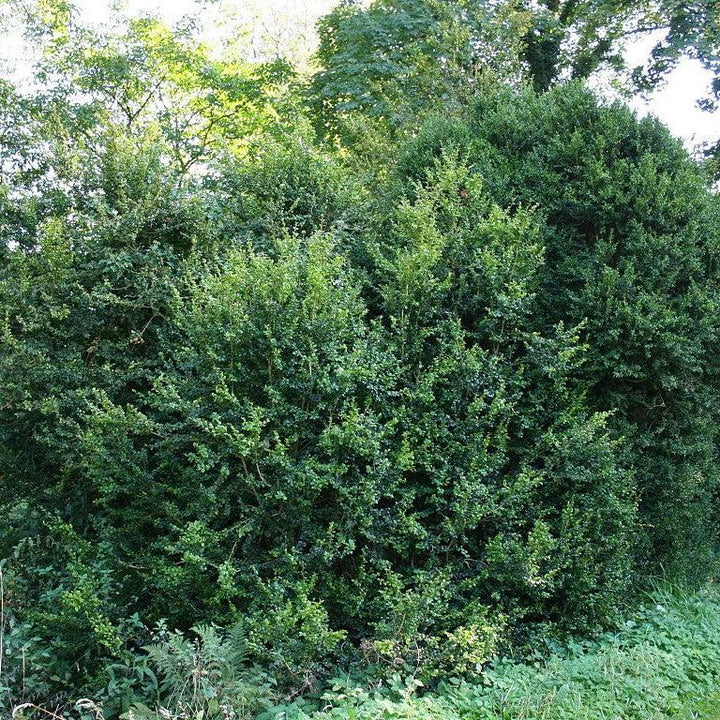 Buxus sempervirens ~ Boj americano