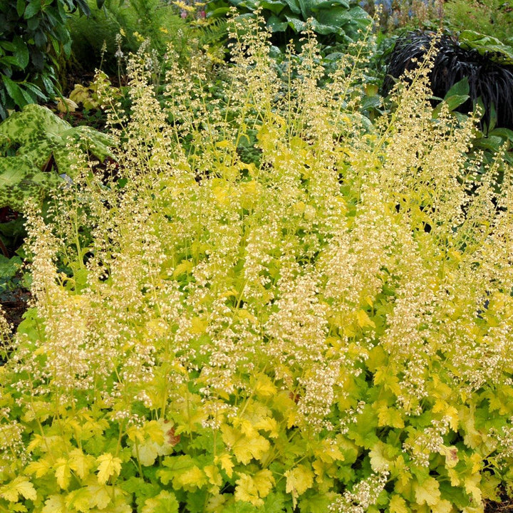 Heuchera 'Lime Rickey' ~ Lime Rickey Heuchera