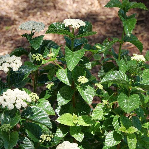 Viburnum dentatum var. deamii 'Glitters & Glows' ~ PW® Glitters & Glows® Arrowwood