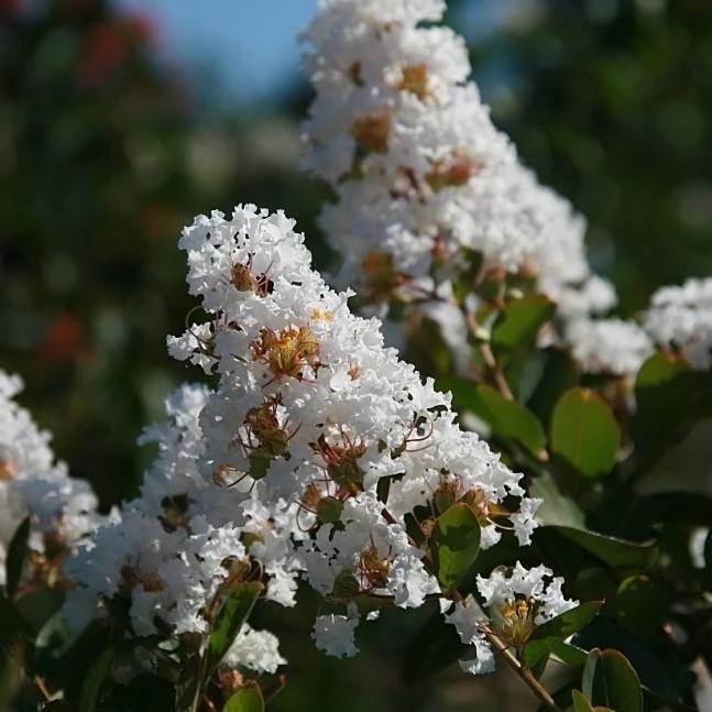 Lagerstroemia indica x fauriei 'Acoma' ~ Acoma Crape Myrtle