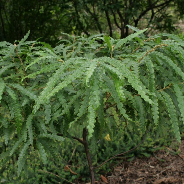 Comptonia peregrina ~ Helecho dulce