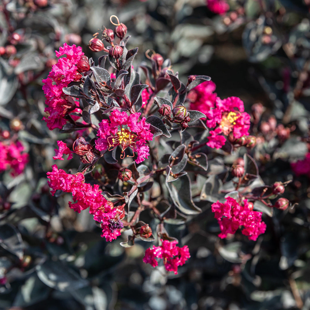 Lagerstroemia 'PIILAG-V' PP25,925 ~ Mirto Crespón Midnight Magic™