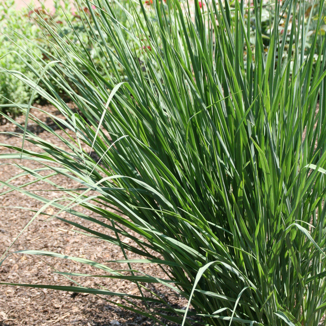 Panicum virgatum 'Cloud Nine' ~ Cloud Nine Switch Grass