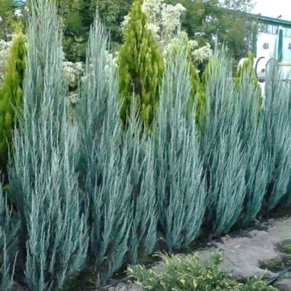 Juniperus scopulorum 'Flecha azul' ~ Enebro de flecha azul