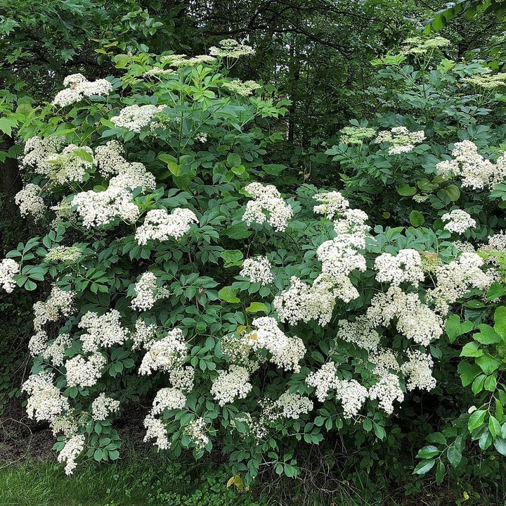 Sambucus nigra canadensis ~ Common Elderberry, American Elderberry
