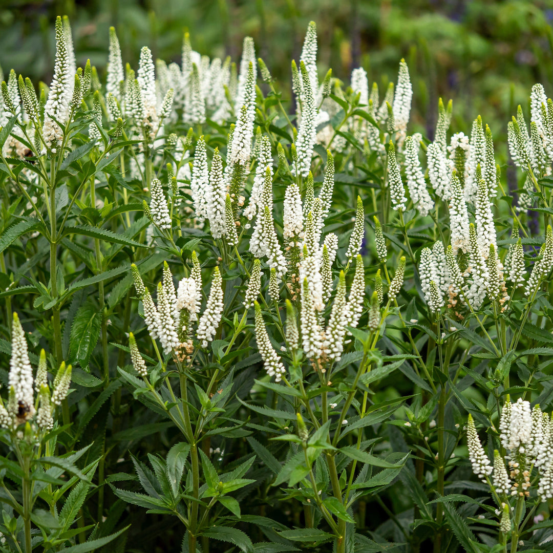 Veronica longifolia 'Alllady' ~ First Lady Speedwell