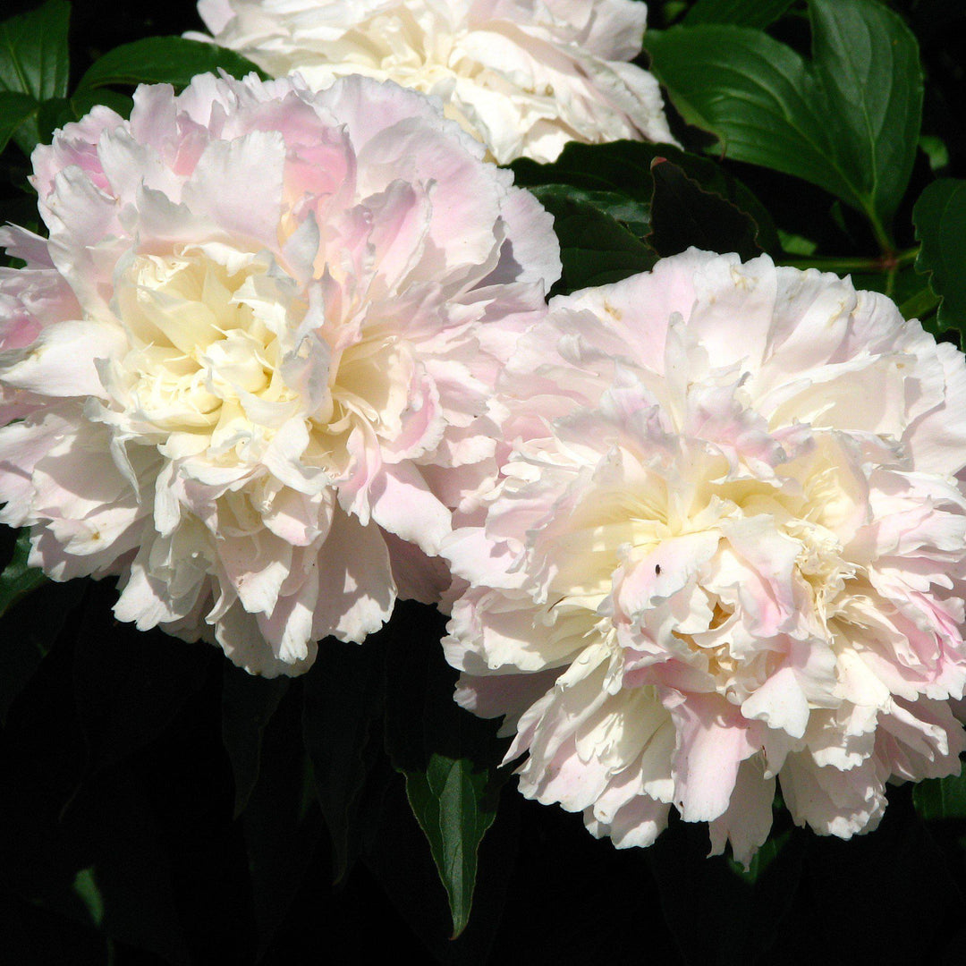 Paeonia lactiflora 'Shirley Temple' ~ Shirley Temple Peony