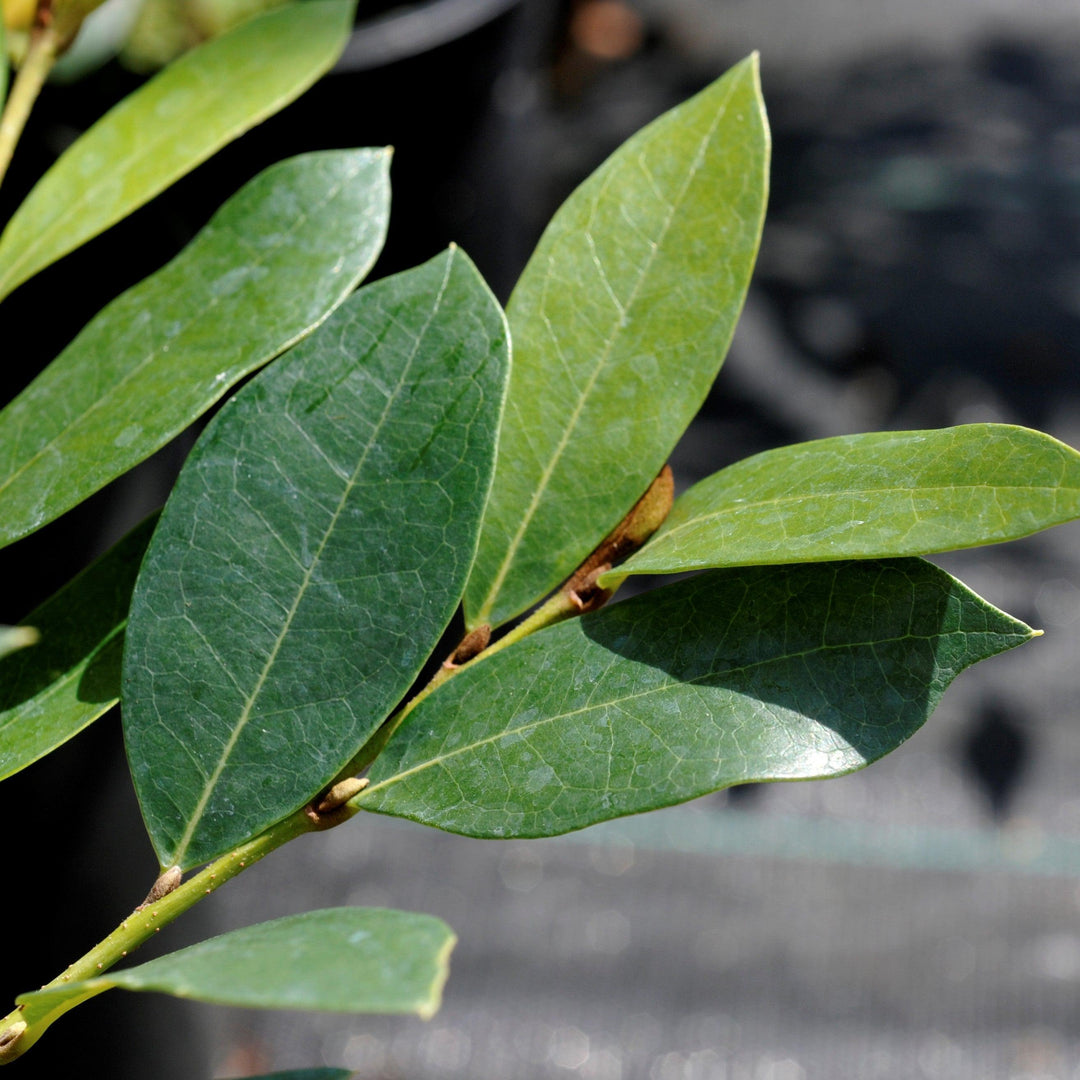 Distylium myricoides 'RLH-DM1ER' ~ Bluescape™ Distylium