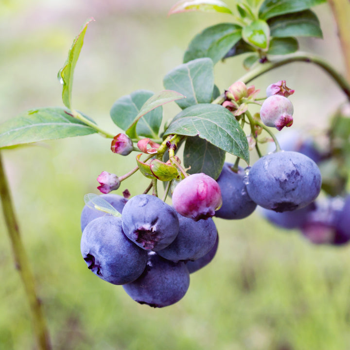 Vaccinium corymbosum 'Bluecrop' ~ Bluecrop Highbush Blueberry