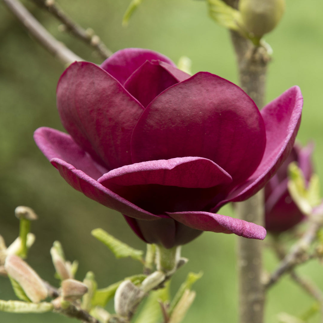 Magnolia x 'Genio' ~ Genio Magnolia