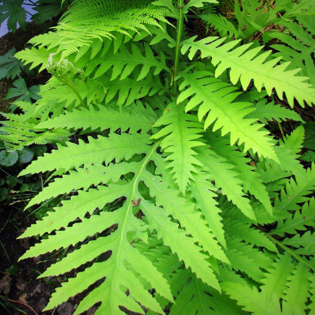 Onoclea sensibilis ~ Sensitive Fern