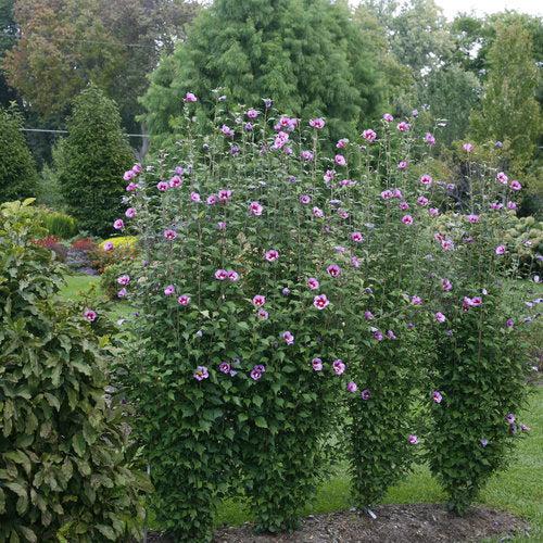 Hibiscus syriacus 'Gandini Santiago' ~ Purple Pillar® Rosa de Sarón
