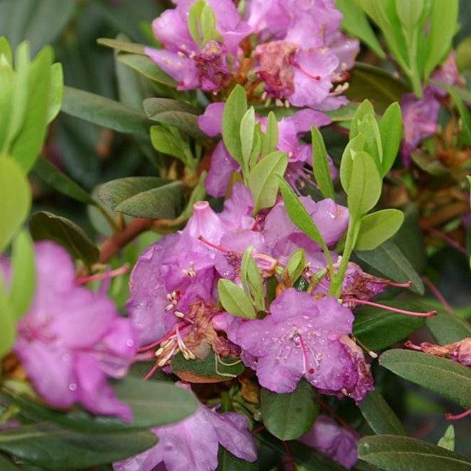 Rhododendron 'PJM Elite' ~ PJM Elite Rhododendron