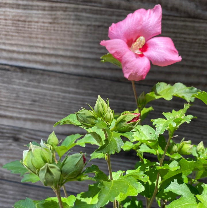 Hibiscus syriacus 'Afrodita' ~ Afrodita Rosa de Sharon