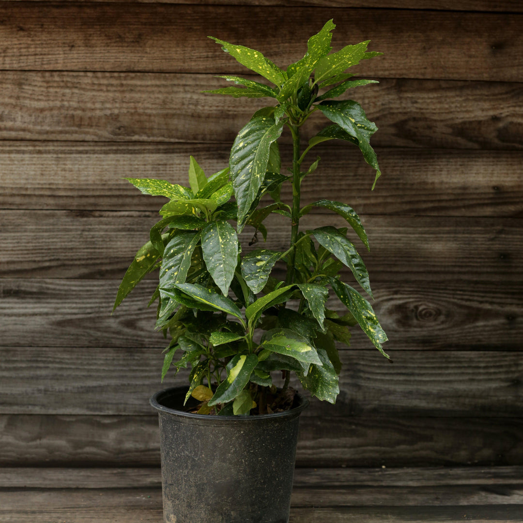 Aucuba japonica 'Mr. Goldstrike' ~ Mr. Goldstrike Aucuba