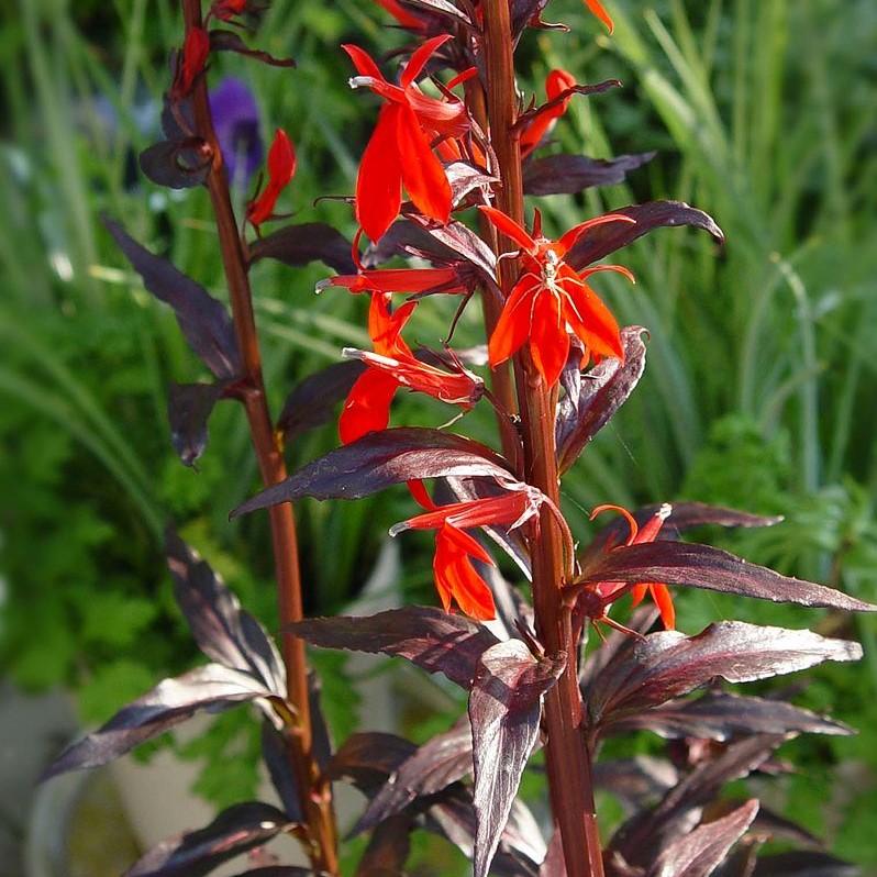 Lobelia cardinalis 'Black Truffle' ~ Black Truffle Cardinal Flower
