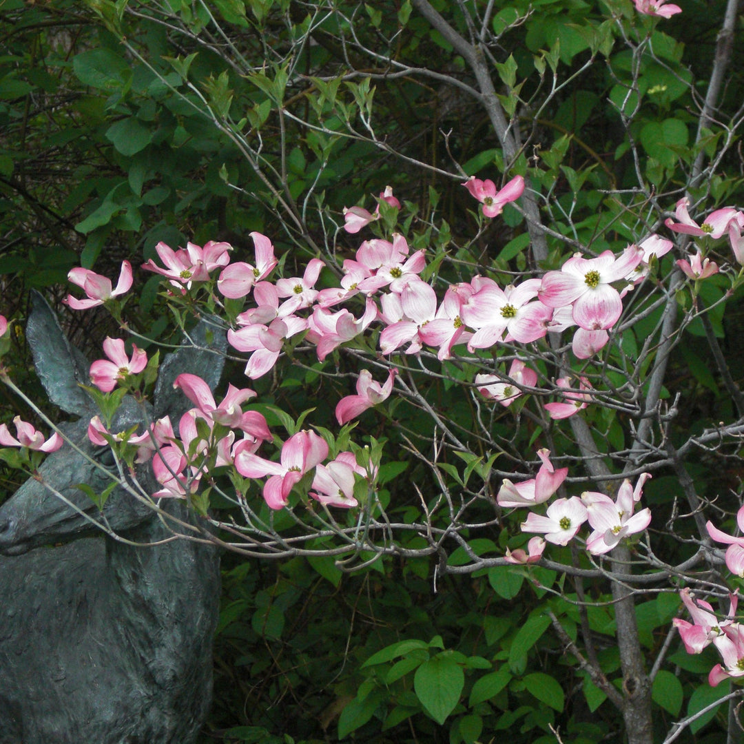 Cornus florida 'Rubra' ~ Cornejo de flores rosadas