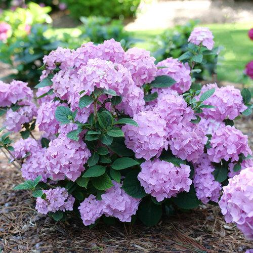 Hydrangea macrophylla × serrata 'SMNHSME' ~ Let's Dance® Sky View® Hydrangea