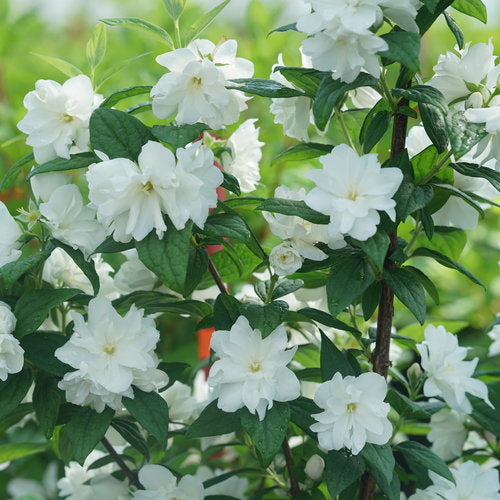 Philadelphus coronarius 'SMNPBD' ~ Illuminati Arch® Mockorange