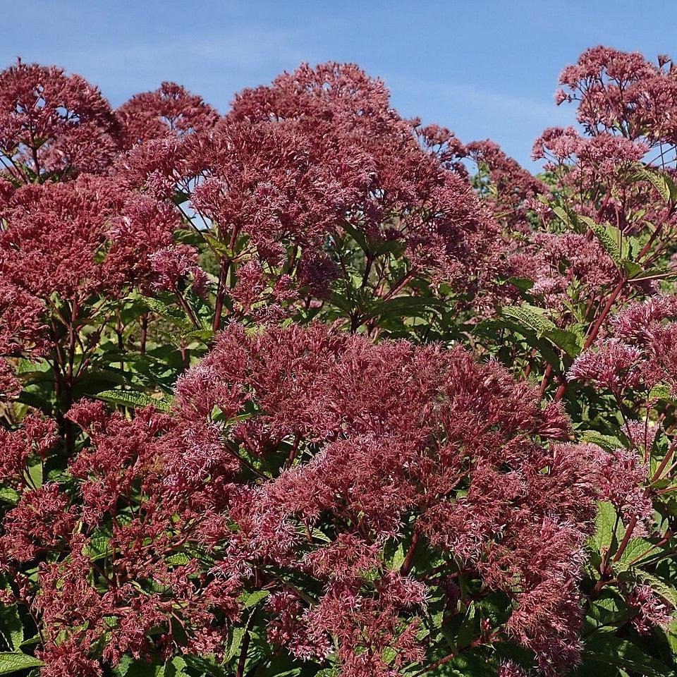 Eupatorium maculatum 'Phantom' ~ Phantom Joe Pye Weed