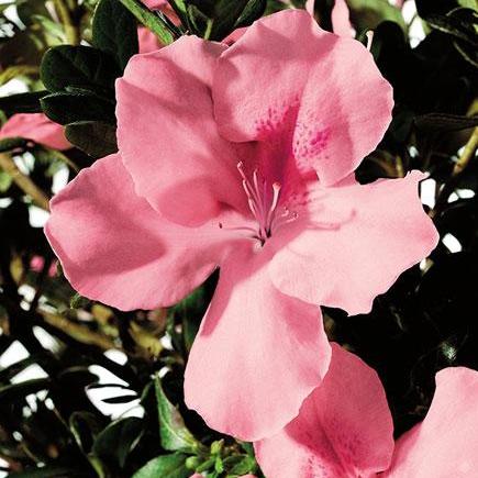 Rhododendron ‘Roblel’ ~ Encore® Autumn Debutante™ Azalea