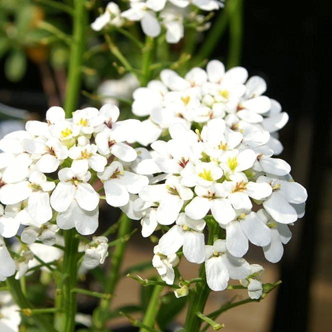 Iberis Sempervirens 'Purity' ~ Purity Candytuft