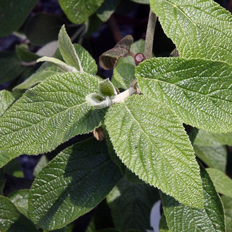 Viburnum × rhytidophylloides 'Alleghany' ~ Alleghany Viburnum