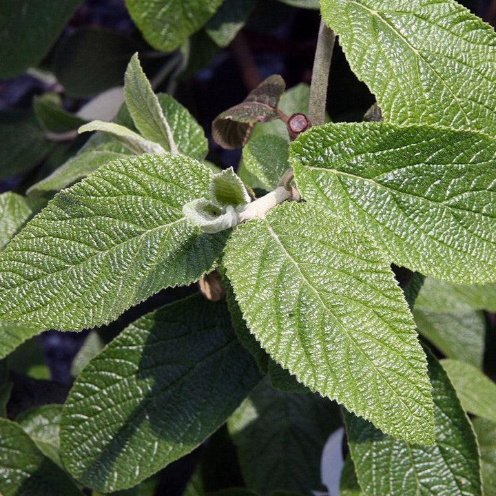 Viburnum × rhytidophylloides 'Alleghany' ~ Alleghany Viburnum