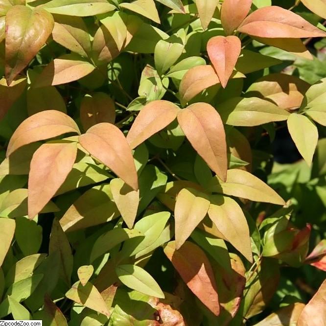 Nandina domestica 'Firepower' ~ Firepower Heavenly Bamboo