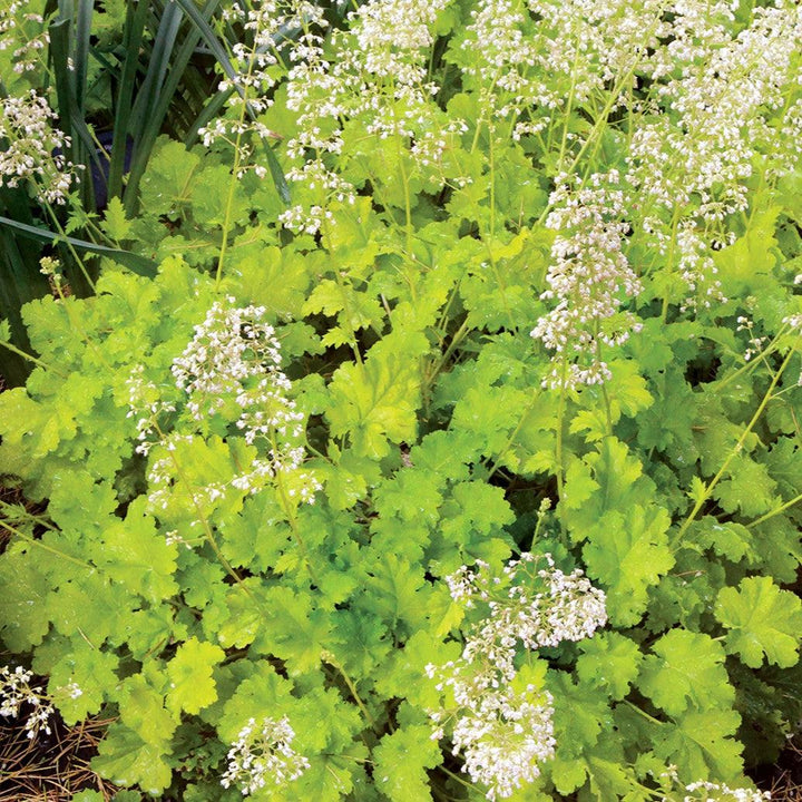 Heuchera 'Lime Rickey' ~ Lime Rickey Heuchera