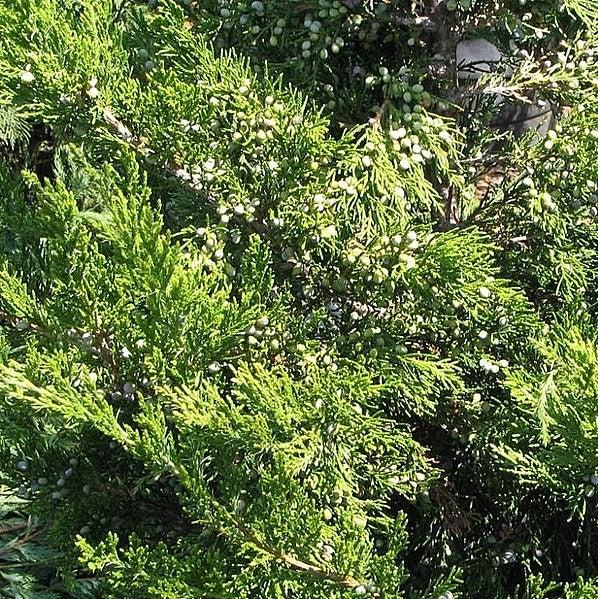Juniperus virginiana 'Corcorcor' ~ Emerald Sentinel™ Red Cedar