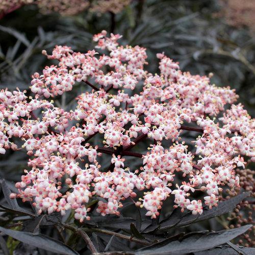 Sambucus nigra 'Eva' ~ Black Lace® Saúco