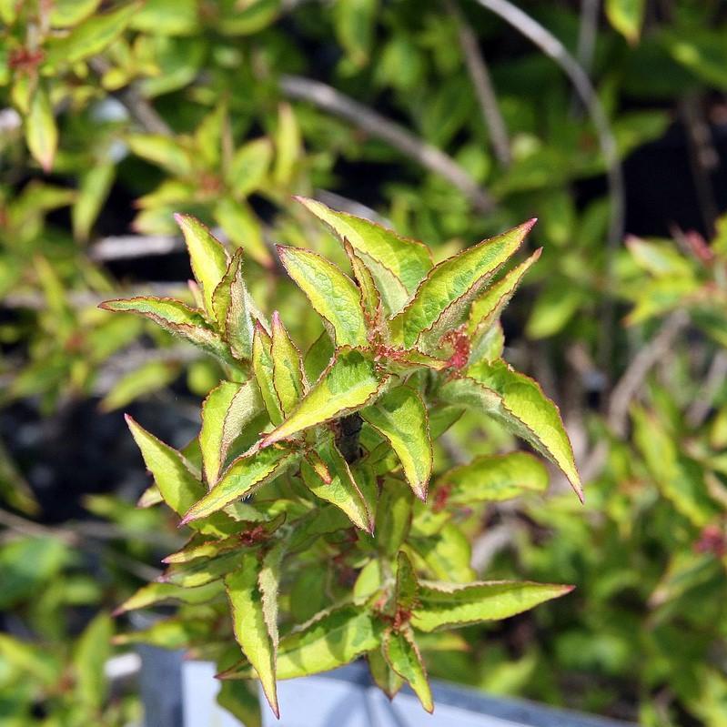 Weigela florida 'Brigela' ~ Encaje Francés™ Weigela