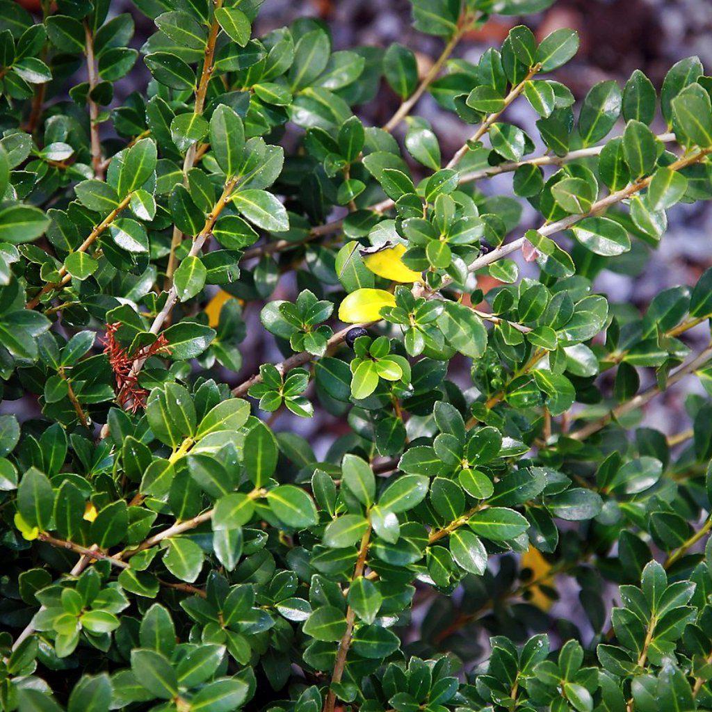 Ilex crenata 'Green Lustre' ~ Green Luster Holly