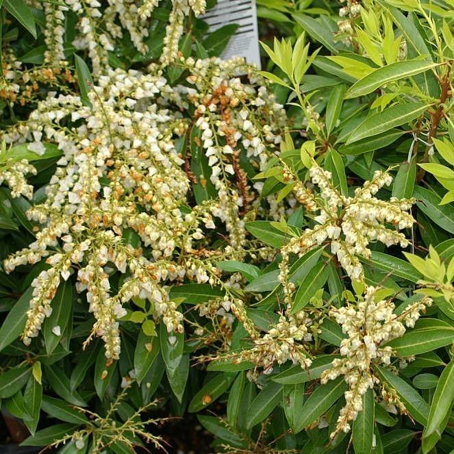 Pieris japonica 'Brouwer's Beauty' ~ Brouwer's Beauty Pieris
