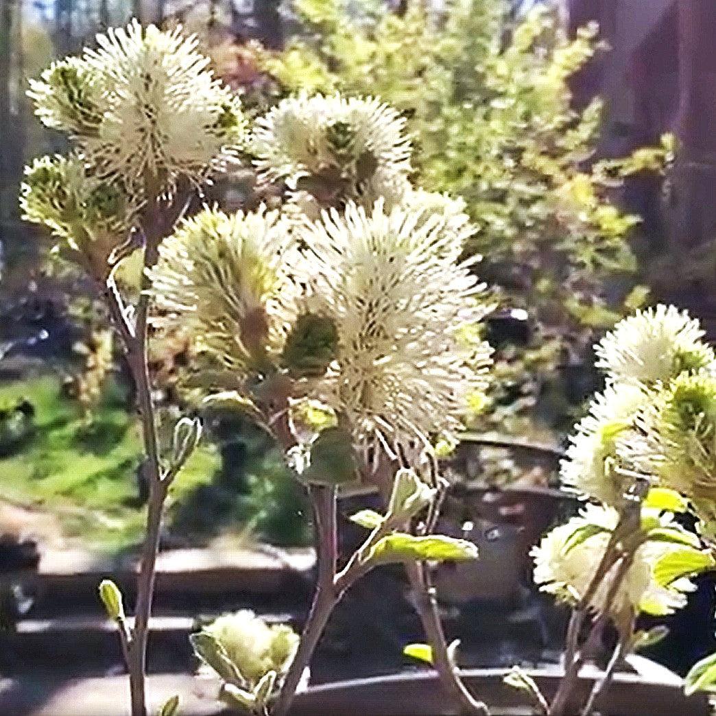 Fothergilla x intermedia 'Blue Shadow' ~ Blue Shadow Fothergilla