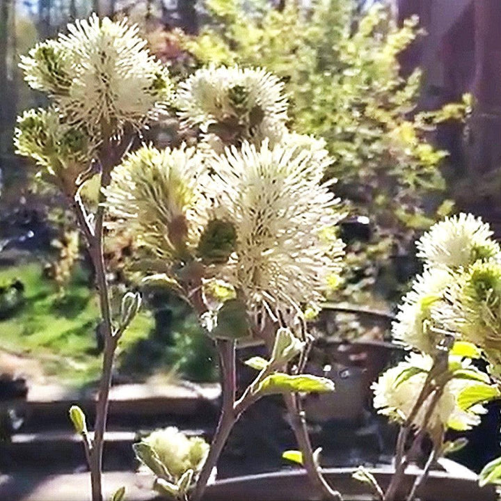 Fothergilla x intermedia 'Blue Shadow' ~ Blue Shadow Fothergilla