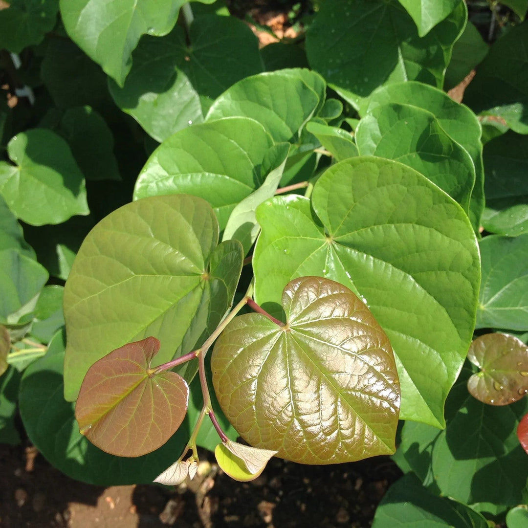 Cercis canadensis 'Pink Pom Poms' ~ Pink Pom Poms Redbud