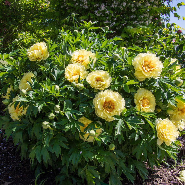 Paeonia 'Bartzella' ~ Bartzella Itoh Peony