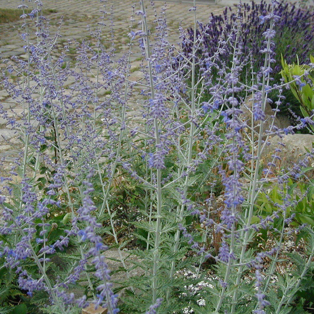 Perovskia atriplicifolia 'Novaperlac' ~ Little Lace Russian Sage