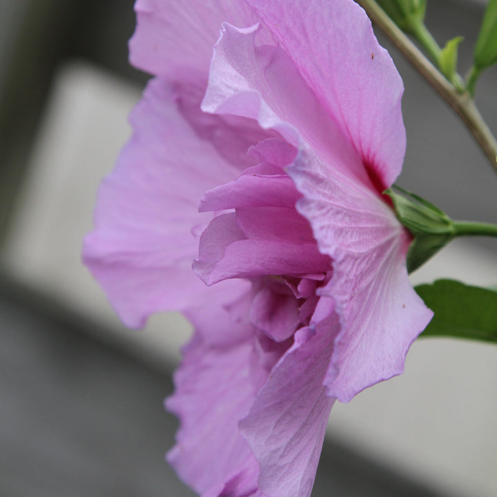 Hibiscus syriacus 'Mineru' ~ First Editions® Tahiti™ Hibiscus
