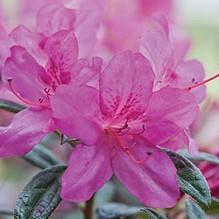 Rododendro 'Conlee' ~ Encore® Autumn Amethyst™ Azalea