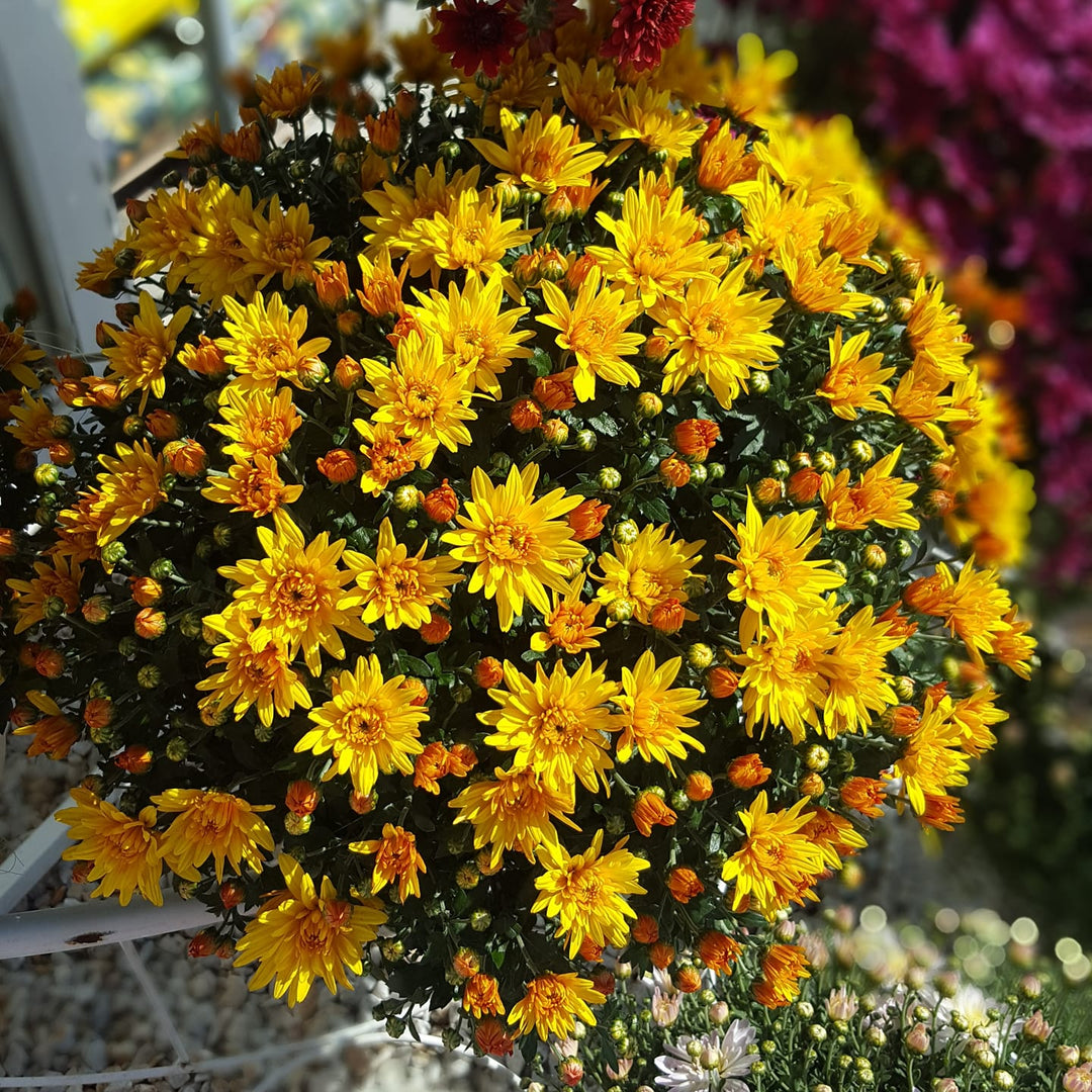 Chrysanthemum x morifolium 'Conaco Gold' ~ Belgian Mums© Conaco Gold Mum