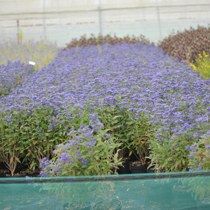 Caryopteris × clandonensis 'Inoveris' ~ Grand Bleu® Bluebeard