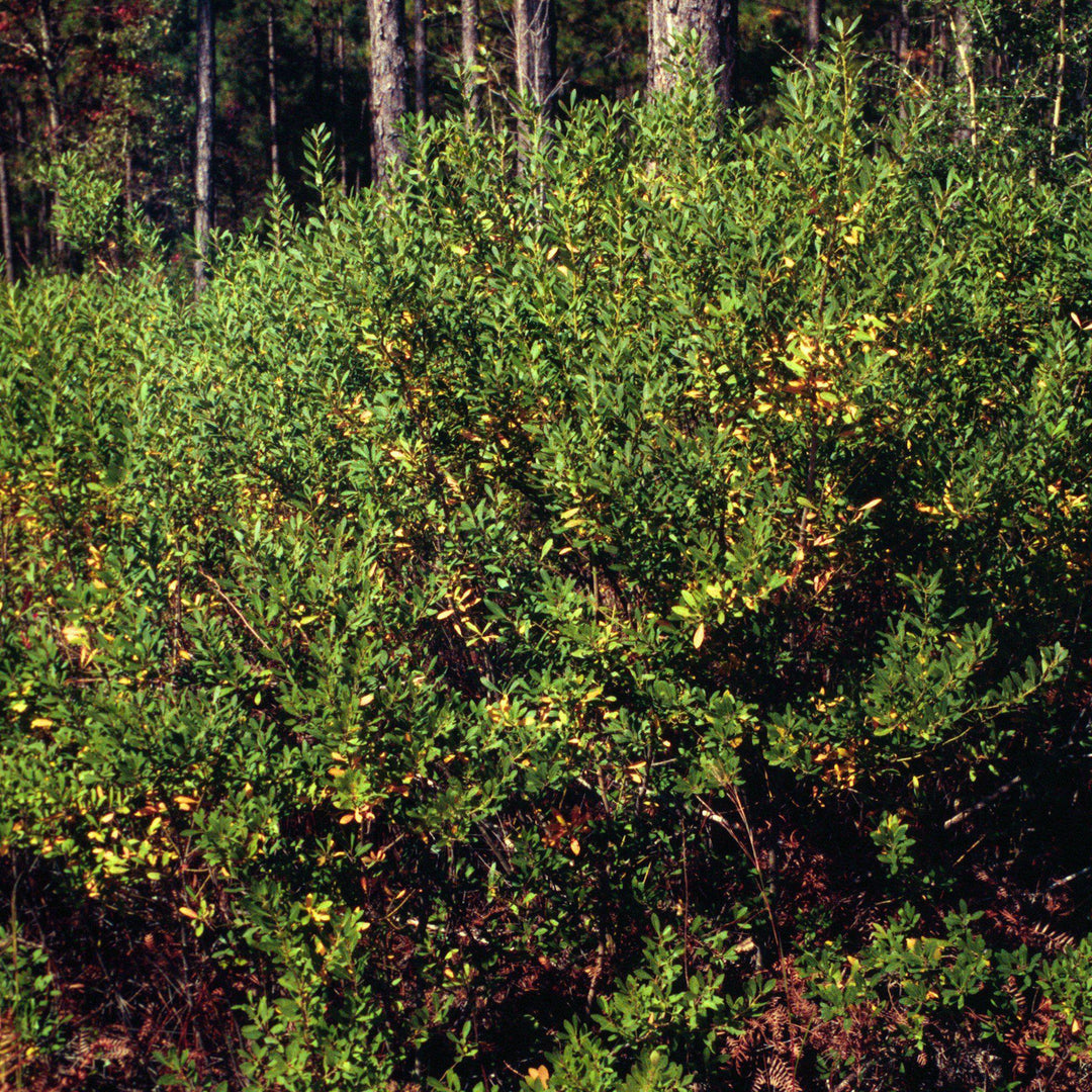 Ilex verticillata 'Southern Gentleman' ~ Southern Gentleman Winterberry