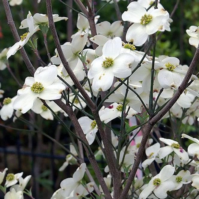 Cornus florida 'Nube Nueve' ~ Nube Nueve Dogwood