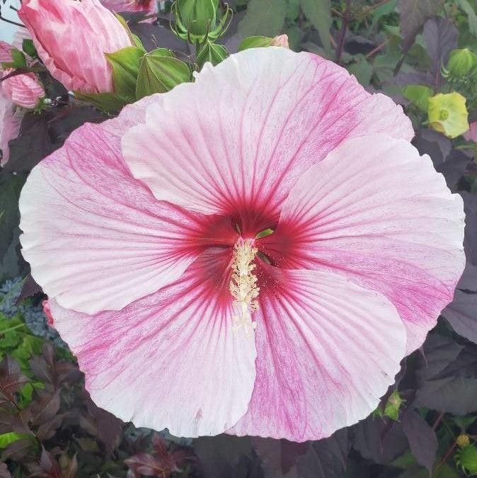Hibiscus 'Starry Starry Night' ~ Starry Starry Night Hibiscus